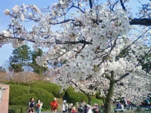 名城公園で花見