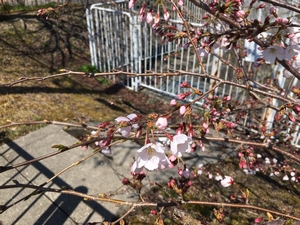 ボチボチ桜が