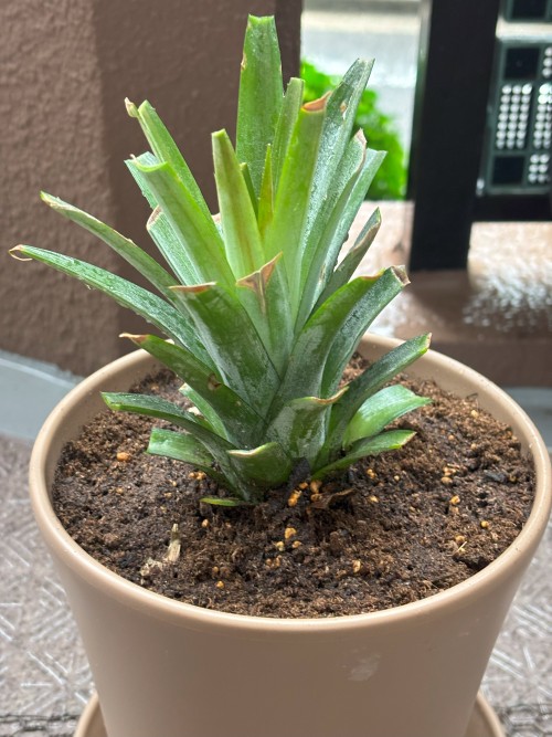 パイナップルのヘタで再生栽培